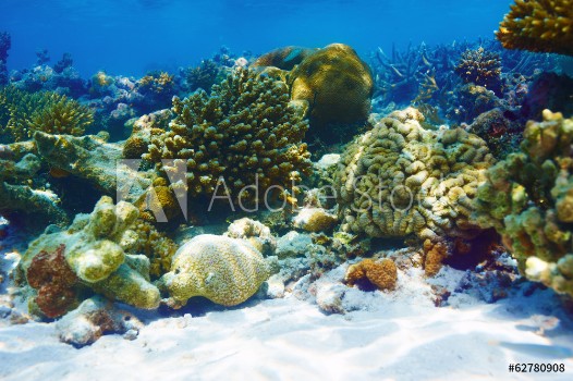 Picture of Coral reef at Maldives